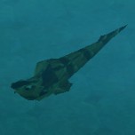 Dipneustes Trilineatus