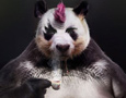 BG&E 2, découvrez le panda punk !